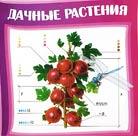 Дачные растения: Мультимедиа энциклопедия