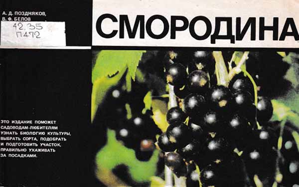 smorodina1