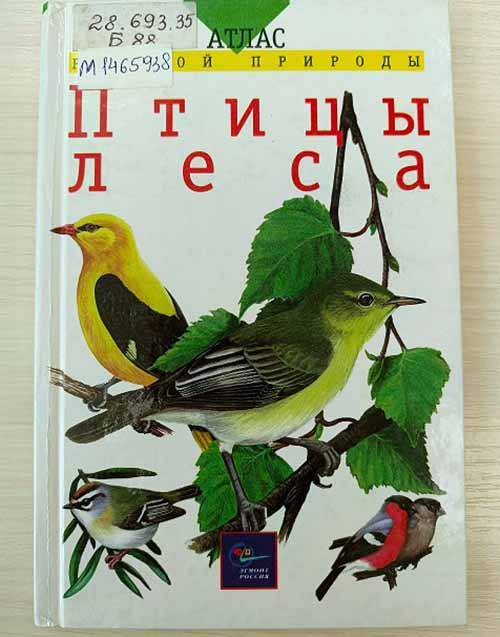 ptitcy lesa