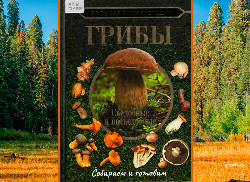 gribu120825