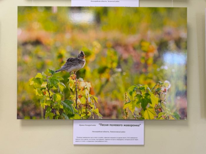 irinakondr010426 15 1