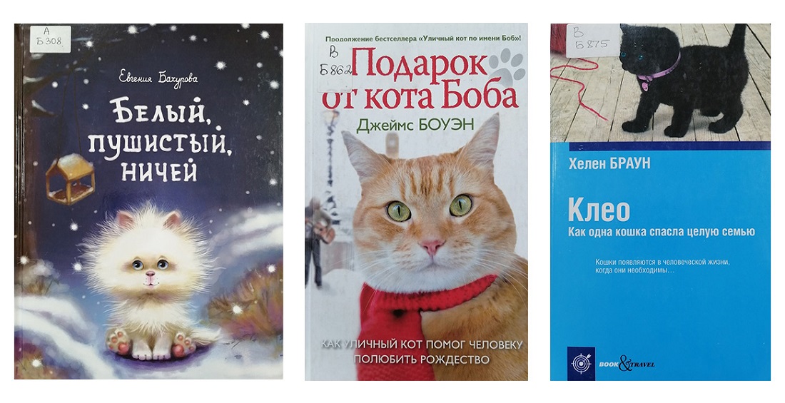 koty 1
