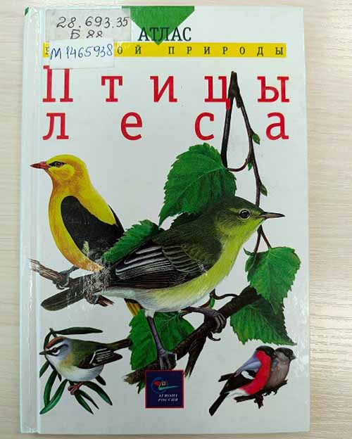 brovkina ptitcy lesa