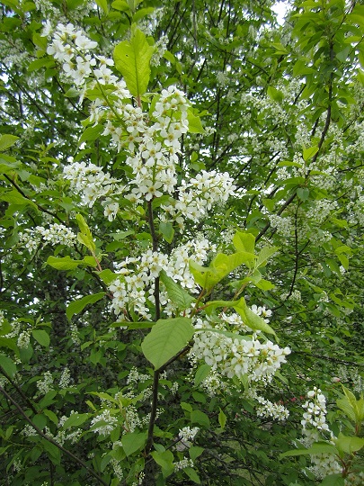 cheremukha