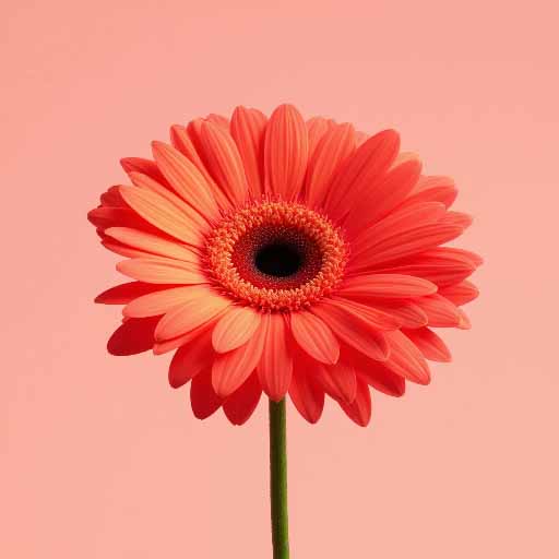 gerbera
