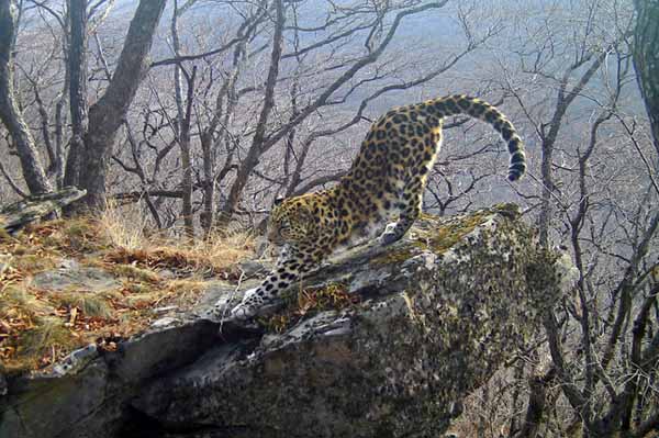 leopard