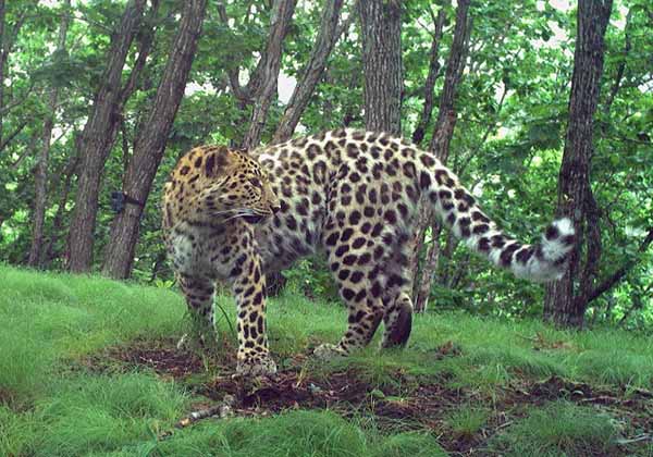 leopard1