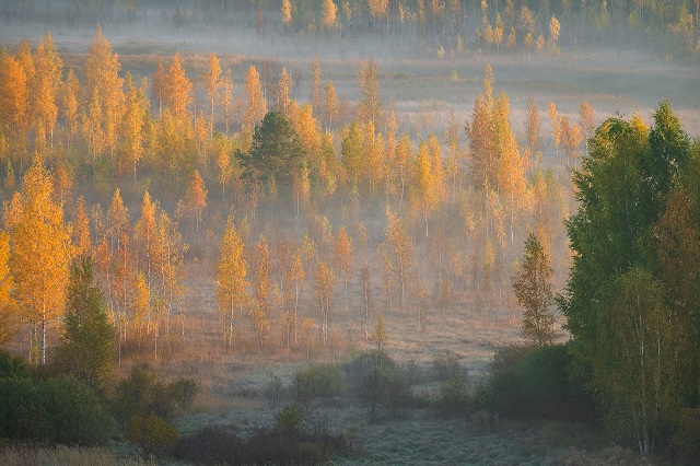 osen izborsk